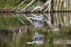 flying Grey Heron