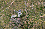 Grey Herons in the tree
