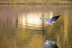 flying Grey Heron