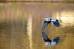 flying Grey Heron