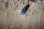 flying Grey Heron