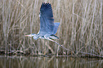 flying Grey Heron