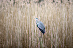 standing Grey Heron
