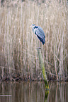 standing Grey Heron