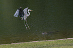 flying Grey Heron