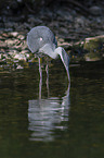 standing Grey Heron