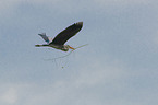 flying Grey Heron