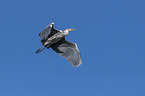 flying Grey Heron