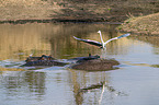 Grey Heron on River Horses
