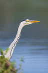 Grey Heron portrait