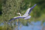 flying Grey Heron