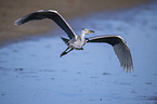 flying Grey Heron