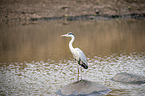 grey heron