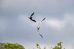 grey heron