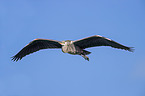 grey heron