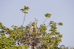 grey heron