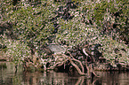 grey heron