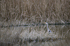 grey heron