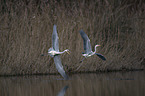 grey heron