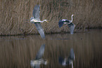 grey heron