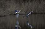 grey heron