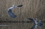 grey heron
