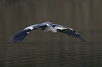 grey heron