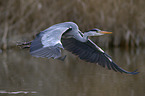 grey heron