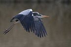grey heron