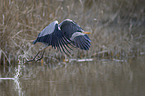 grey heron