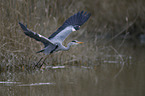 grey heron