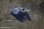 grey heron