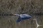grey heron