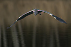 grey heron