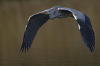 grey heron