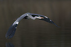 grey heron