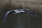 grey heron
