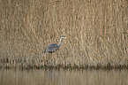 grey heron