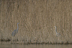 grey heron
