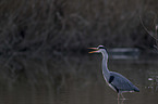 grey heron