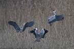 grey heron