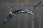 grey heron