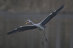 grey heron