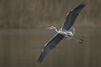 grey heron
