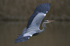 grey heron
