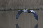 grey heron