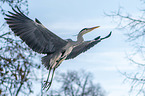 grey heron