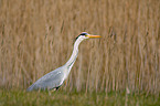 grey heron