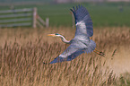 grey heron