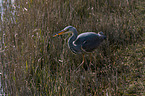 grey heron